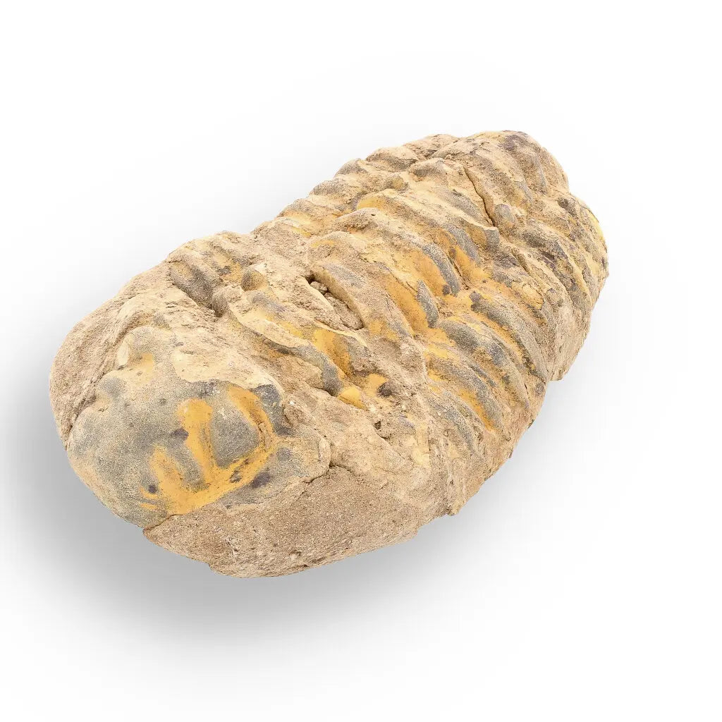 Get your Calymene Trilobite Fossil – A Piece of Prehistoric History online now or in store at Forever Gems in Franschhoek, South Africa