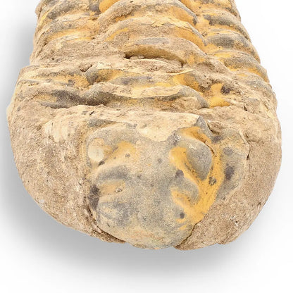 Get your Calymene Trilobite Fossil – A Piece of Prehistoric History online now or in store at Forever Gems in Franschhoek, South Africa