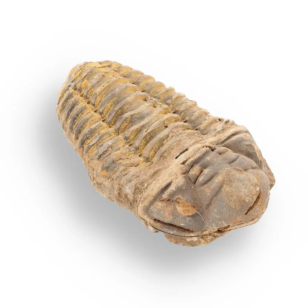 Get your Calymene Trilobite Fossil – Unique Artifact from Morocco online now or in store at Forever Gems in Franschhoek, South Africa