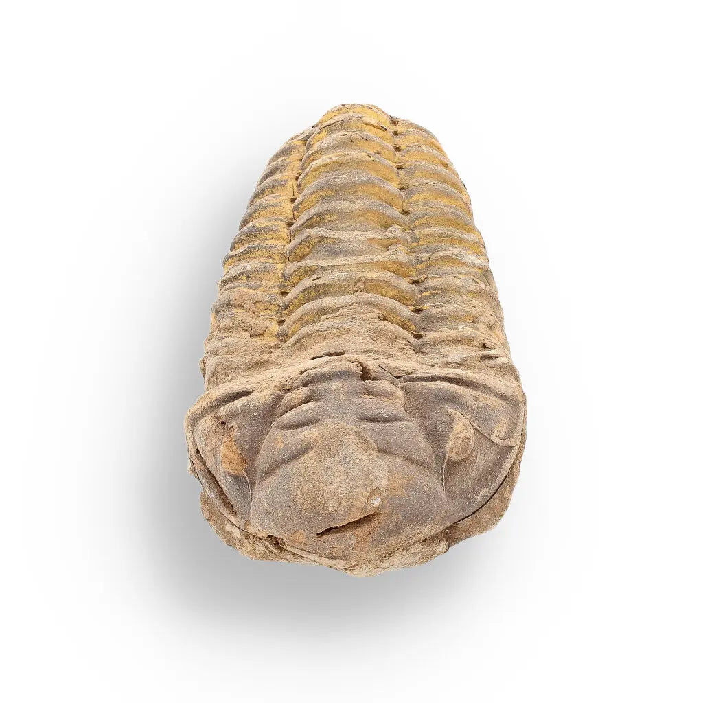 Get your Calymene Trilobite Fossil – Unique Artifact from Morocco online now or in store at Forever Gems in Franschhoek, South Africa