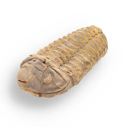 Get your Calymene Trilobite Fossil – Unique Artifact from Morocco online now or in store at Forever Gems in Franschhoek, South Africa