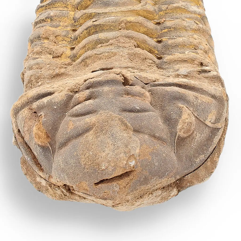 Get your Calymene Trilobite Fossil – Unique Artifact from Morocco online now or in store at Forever Gems in Franschhoek, South Africa