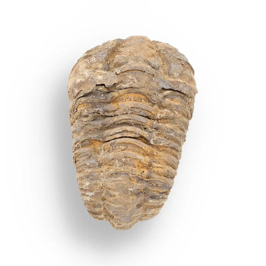 Get your Calymene Trilobite Fossil – 400 Million Years in the Making online now or in store at Forever Gems in Franschhoek, South Africa