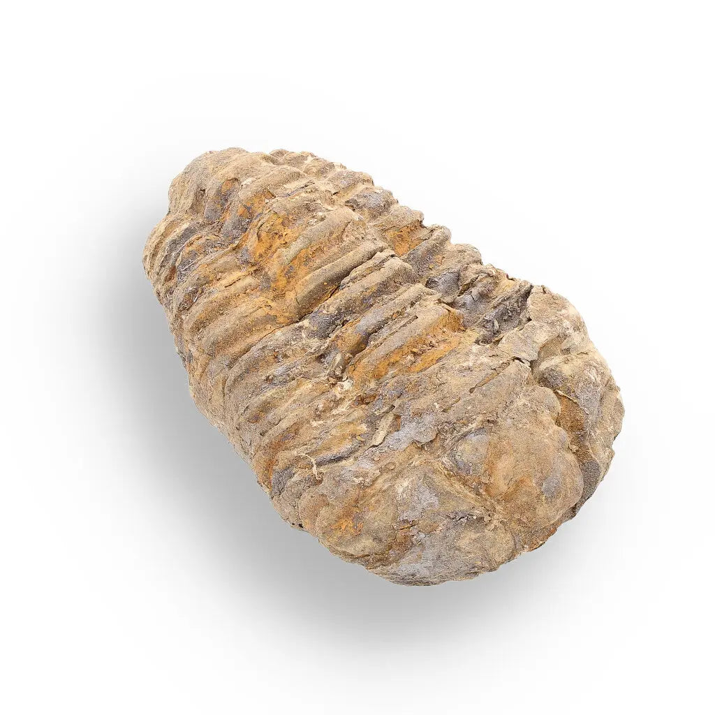 Get your Calymene Trilobite Fossil – 400 Million Years in the Making online now or in store at Forever Gems in Franschhoek, South Africa