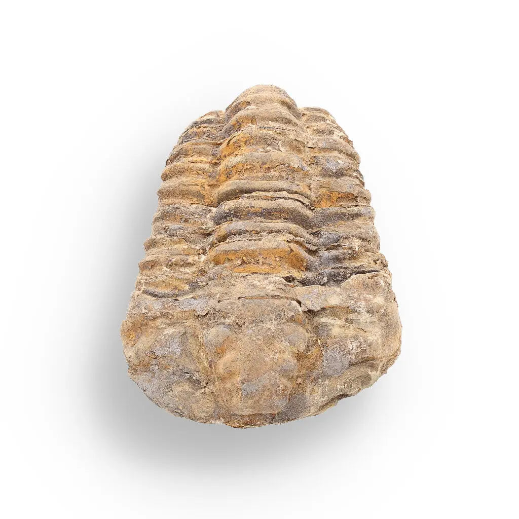 Get your Calymene Trilobite Fossil – 400 Million Years in the Making online now or in store at Forever Gems in Franschhoek, South Africa