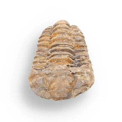 Get your Calymene Trilobite Fossil – 400 Million Years in the Making online now or in store at Forever Gems in Franschhoek, South Africa
