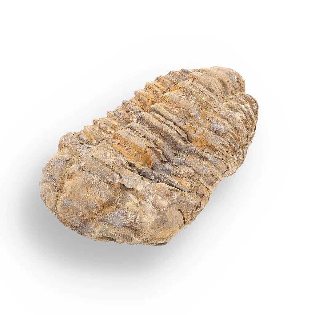 Get your Calymene Trilobite Fossil – 400 Million Years in the Making online now or in store at Forever Gems in Franschhoek, South Africa