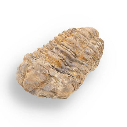 Get your Calymene Trilobite Fossil – 400 Million Years in the Making online now or in store at Forever Gems in Franschhoek, South Africa