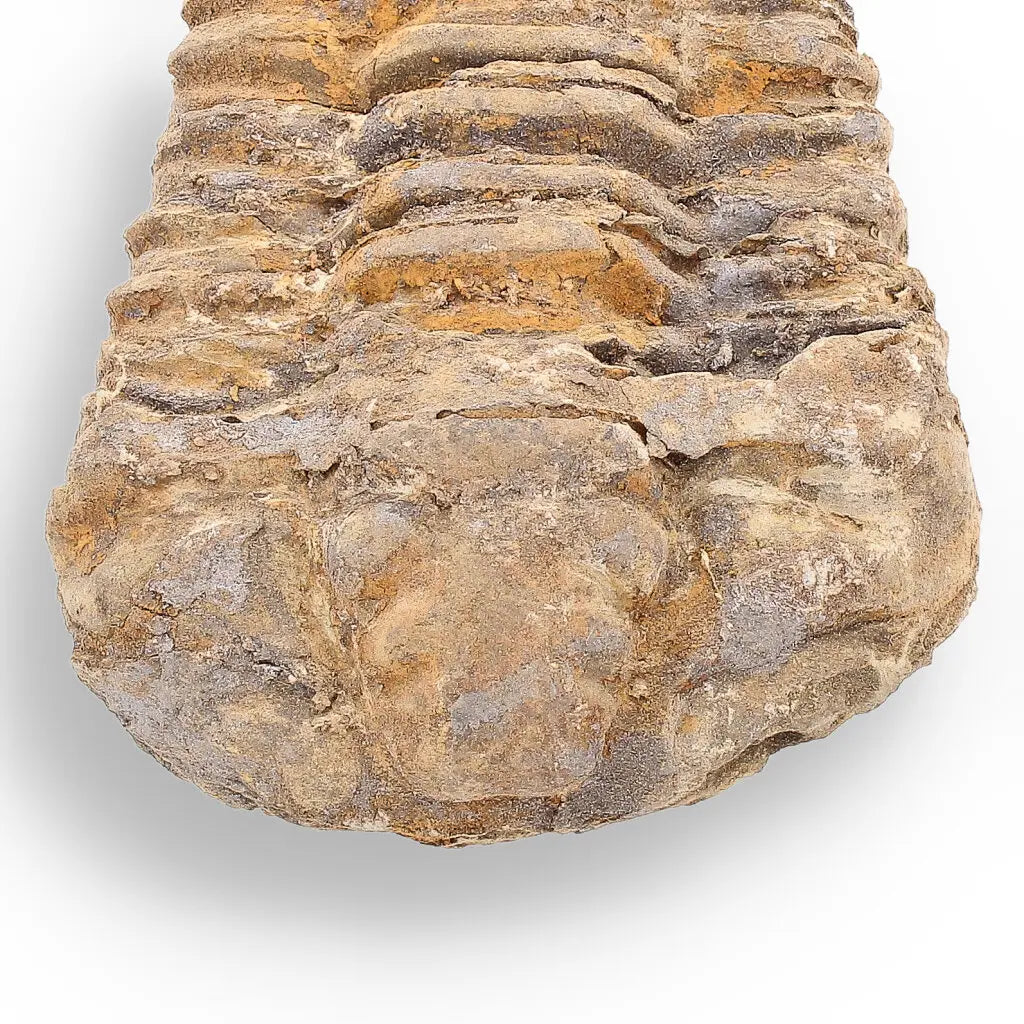 Get your Calymene Trilobite Fossil – 400 Million Years in the Making online now or in store at Forever Gems in Franschhoek, South Africa