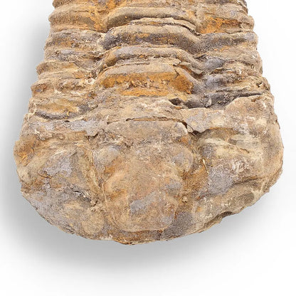 Get your Calymene Trilobite Fossil – 400 Million Years in the Making online now or in store at Forever Gems in Franschhoek, South Africa