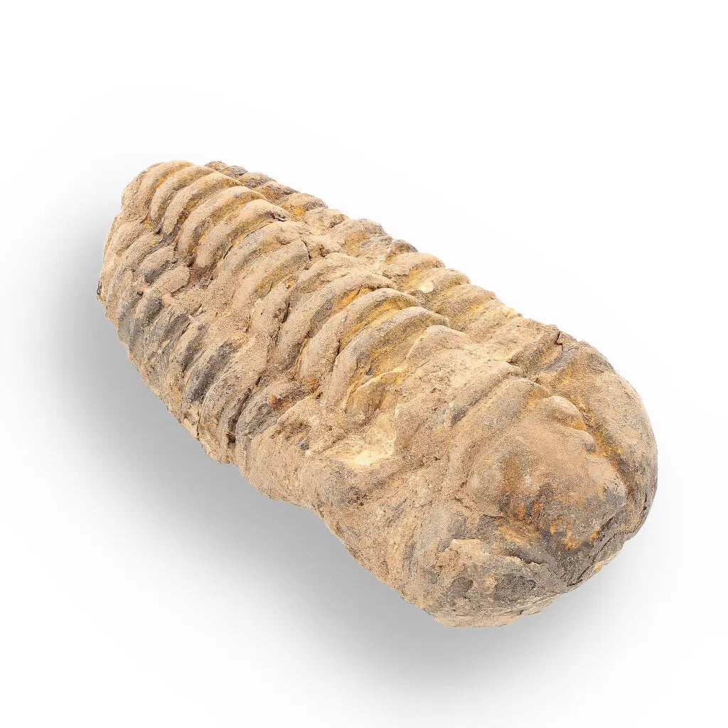 Get your Calymene Trilobite Fossil – A Glimpse into Earth's Past online now or in store at Forever Gems in Franschhoek, South Africa