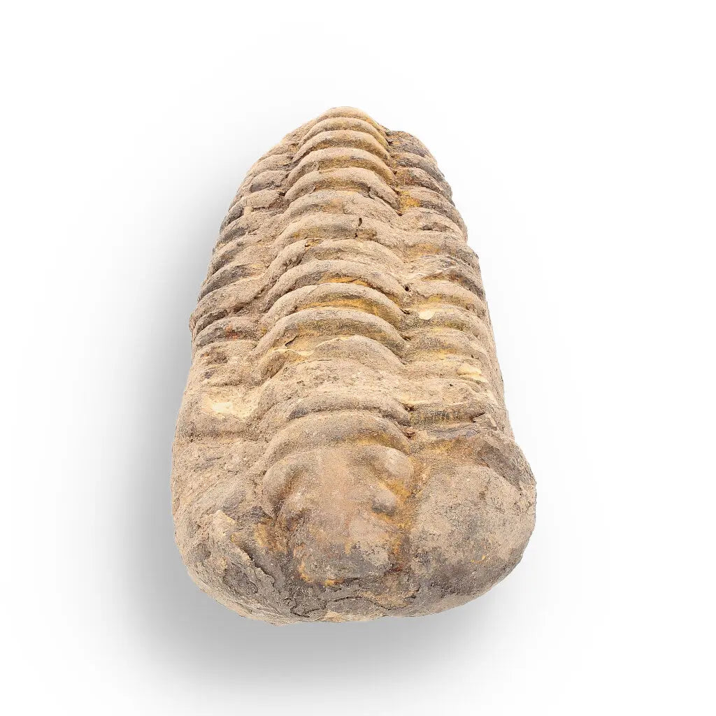 Get your Calymene Trilobite Fossil – A Glimpse into Earth's Past online now or in store at Forever Gems in Franschhoek, South Africa