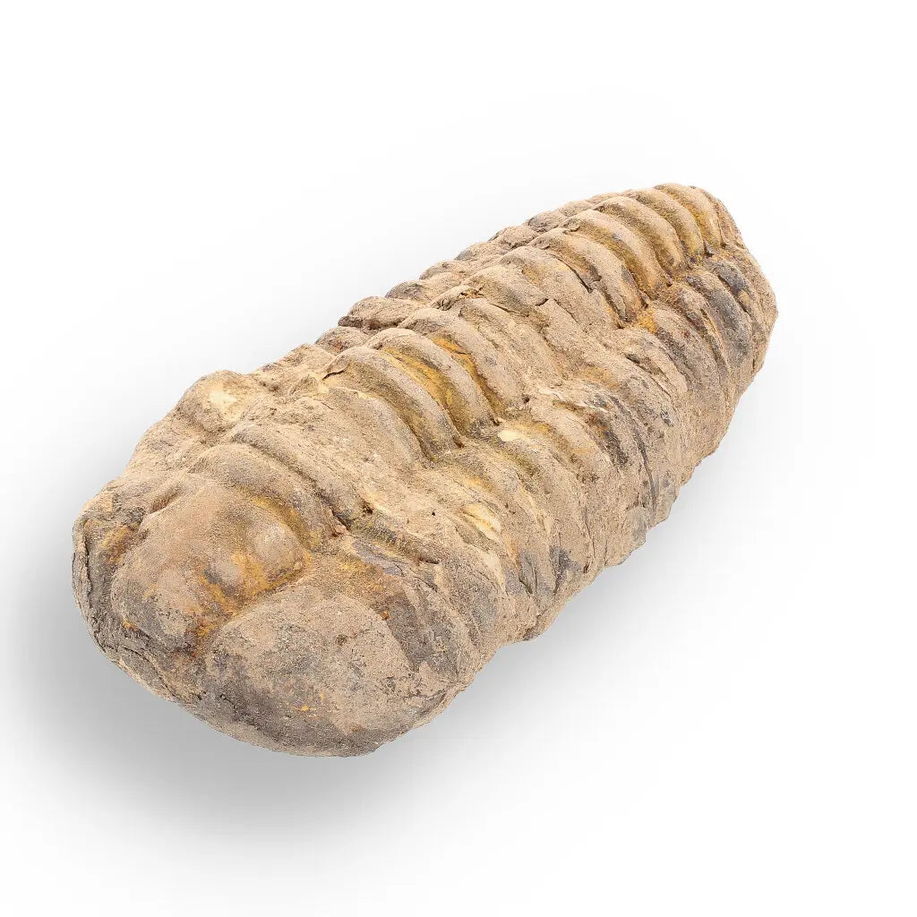 Get your Calymene Trilobite Fossil – A Glimpse into Earth's Past online now or in store at Forever Gems in Franschhoek, South Africa