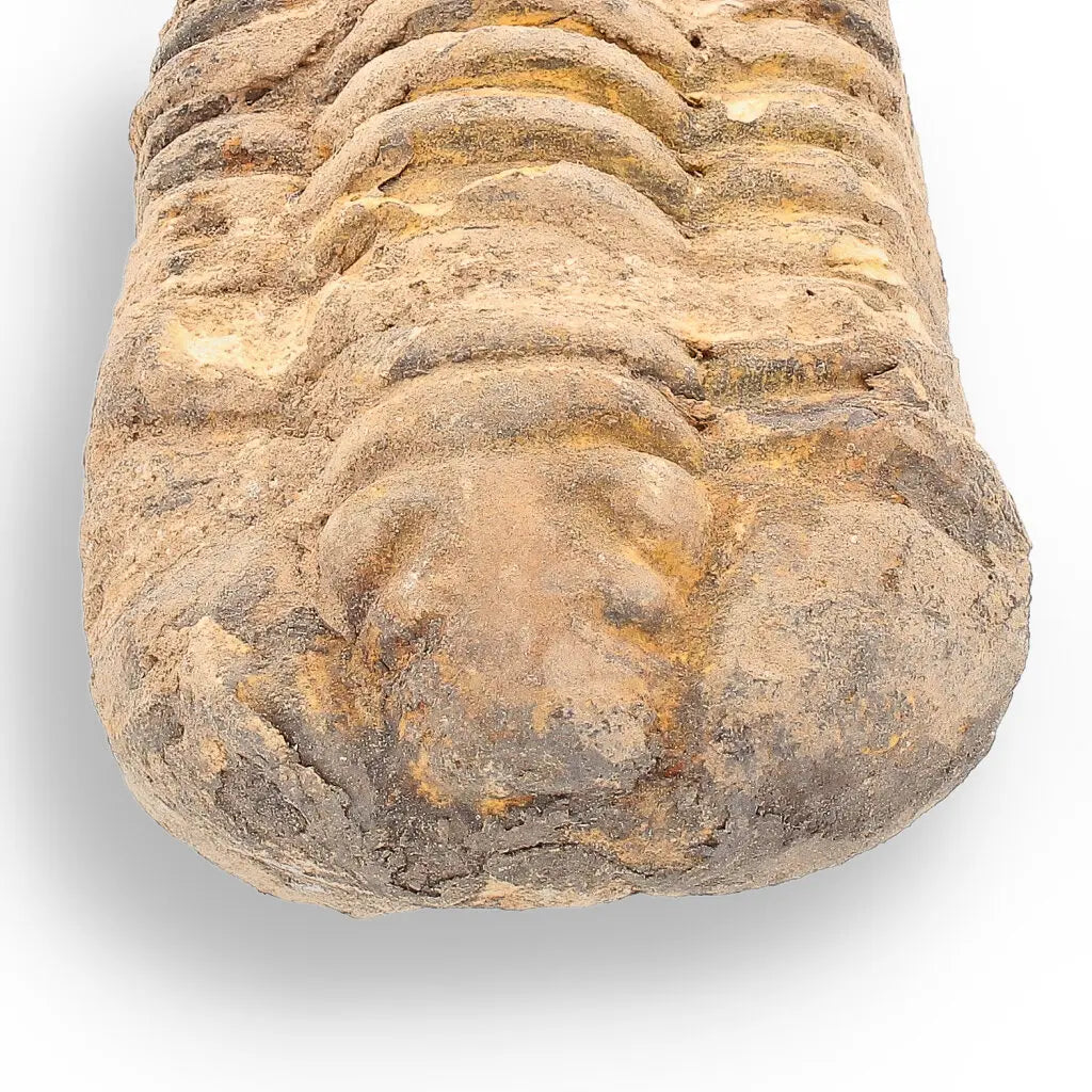 Get your Calymene Trilobite Fossil – A Glimpse into Earth's Past online now or in store at Forever Gems in Franschhoek, South Africa