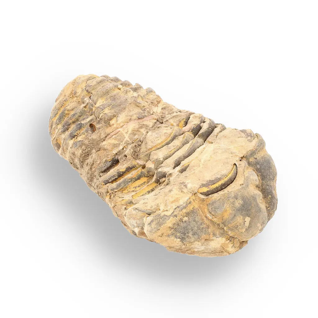 Get your Calymene Trilobite Fossil – Ancient Sea Creature in Stone online now or in store at Forever Gems in Franschhoek, South Africa