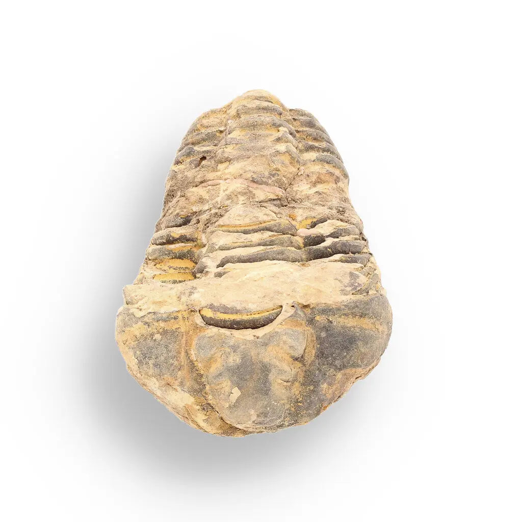 Get your Calymene Trilobite Fossil – Ancient Sea Creature in Stone online now or in store at Forever Gems in Franschhoek, South Africa