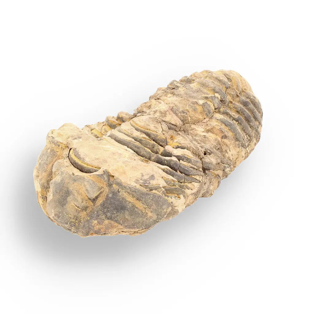Get your Calymene Trilobite Fossil – Ancient Sea Creature in Stone online now or in store at Forever Gems in Franschhoek, South Africa