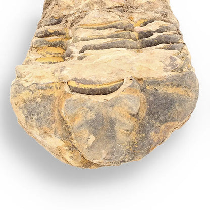 Get your Calymene Trilobite Fossil – Ancient Sea Creature in Stone online now or in store at Forever Gems in Franschhoek, South Africa
