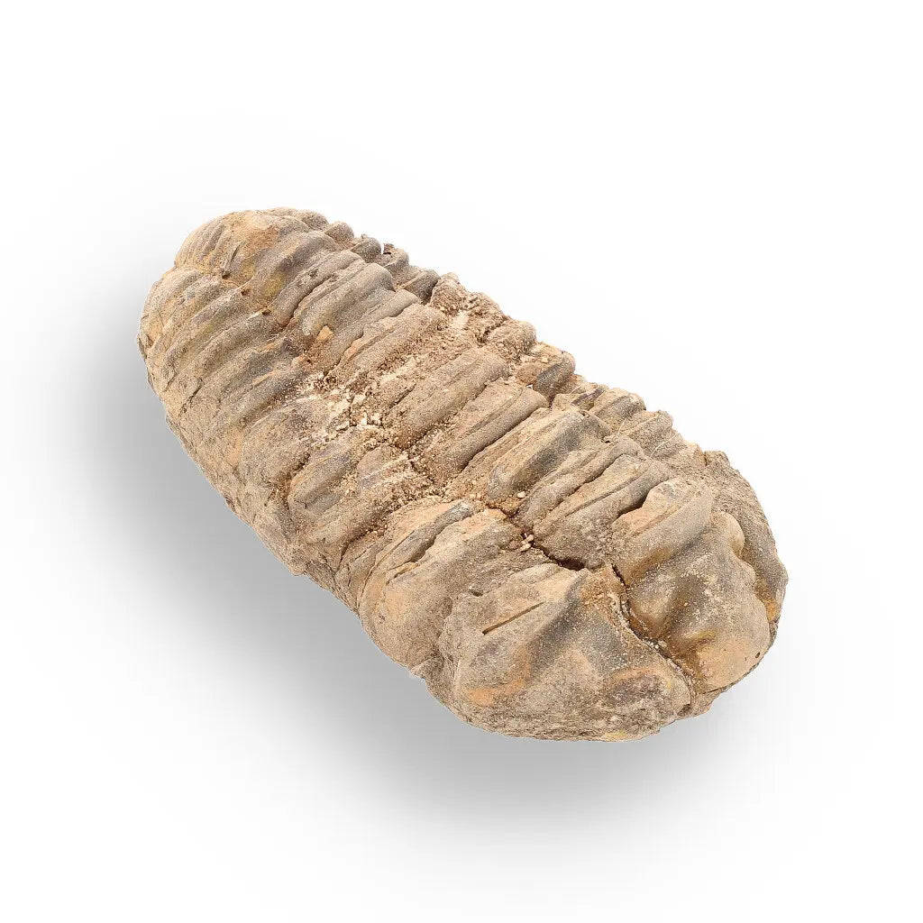 Get your Calymene (Colpocoryphe) Trilobite Fossils – Echoes of Earth’s Past online now or in store at Forever Gems in Franschhoek, South Africa