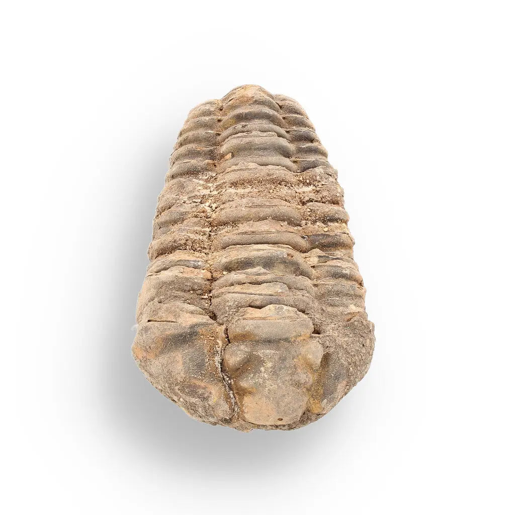 Get your Calymene (Colpocoryphe) Trilobite Fossils – Echoes of Earth’s Past online now or in store at Forever Gems in Franschhoek, South Africa