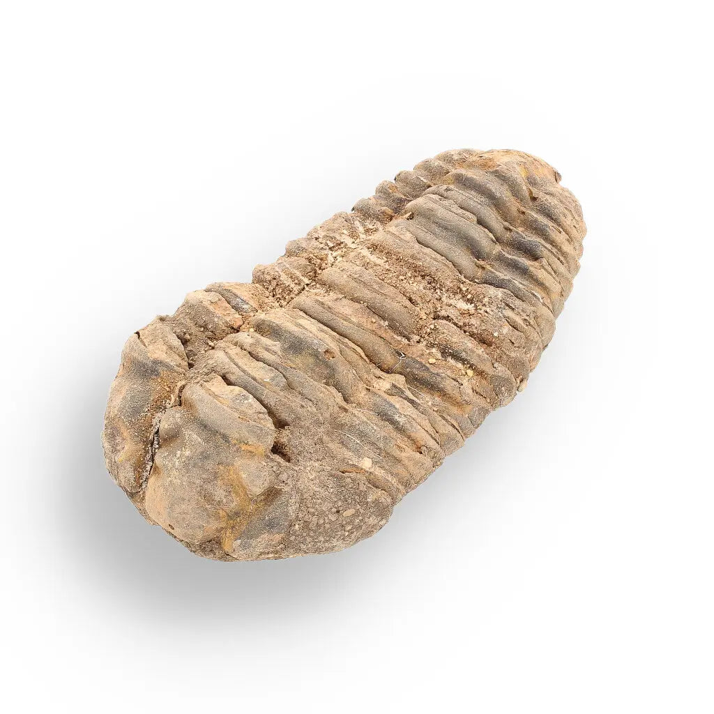 Get your Calymene (Colpocoryphe) Trilobite Fossils – Echoes of Earth’s Past online now or in store at Forever Gems in Franschhoek, South Africa