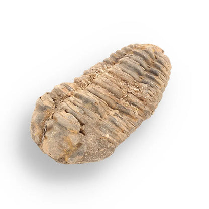 Get your Calymene (Colpocoryphe) Trilobite Fossils – Echoes of Earth’s Past online now or in store at Forever Gems in Franschhoek, South Africa
