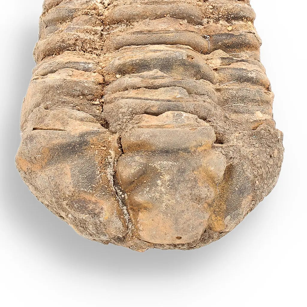 Get your Calymene (Colpocoryphe) Trilobite Fossils – Echoes of Earth’s Past online now or in store at Forever Gems in Franschhoek, South Africa