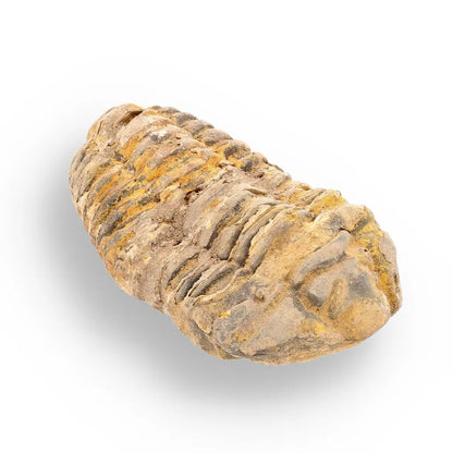 Get your Calymene (Colpocoryphe) Trilobite Fossils – Evolution’s Stunning Footprints online now or in store at Forever Gems in Franschhoek, South Africa