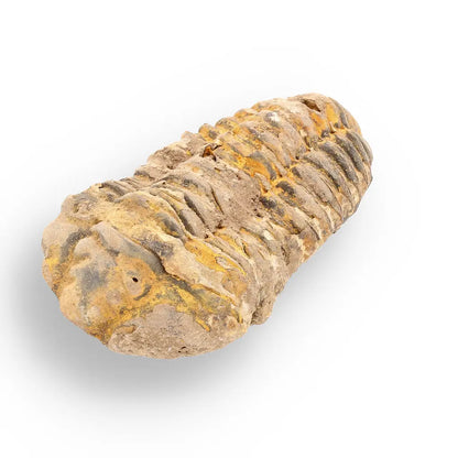Get your Calymene (Colpocoryphe) Trilobite Fossils – Evolution’s Stunning Footprints online now or in store at Forever Gems in Franschhoek, South Africa