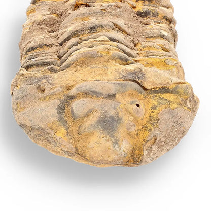 Get your Calymene (Colpocoryphe) Trilobite Fossils – Evolution’s Stunning Footprints online now or in store at Forever Gems in Franschhoek, South Africa