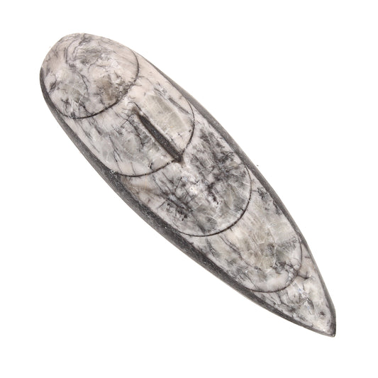 Buy your Mini Polished Fossil Orthoceras (Cephalopod) - Morocco online now or in store at Forever Gems in Franschhoek, South Africa