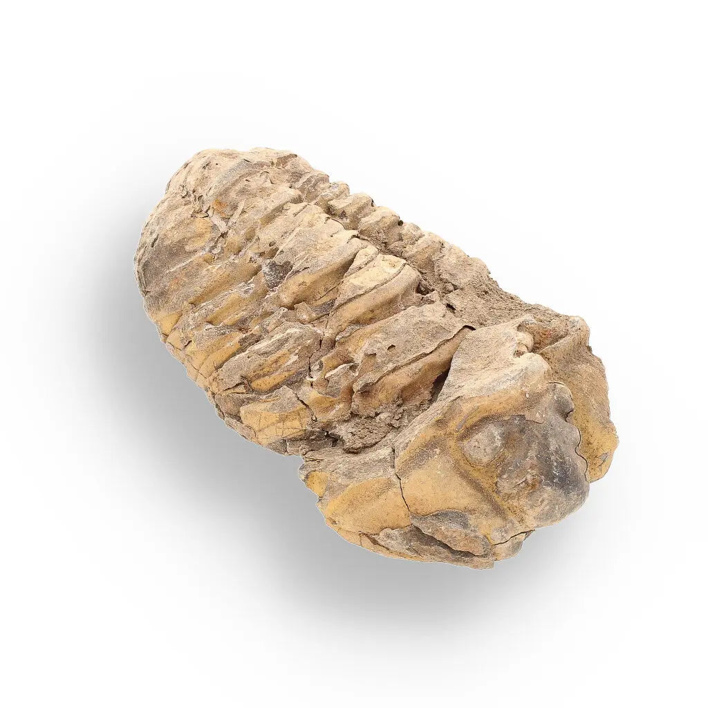 Get your Calymene (Colpocoryphe) Trilobite Fossils – Morocco’s Ancient Sea Creatures online now or in store at Forever Gems in Franschhoek, South Africa