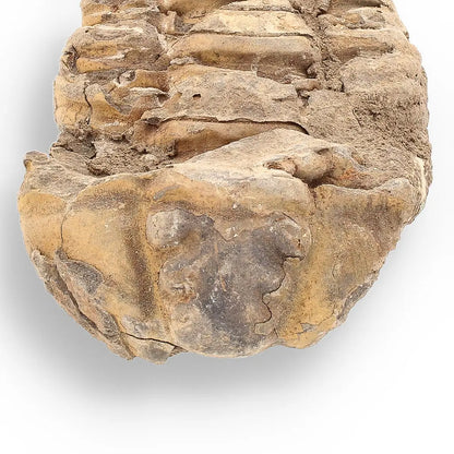 Get your Calymene (Colpocoryphe) Trilobite Fossils – Morocco’s Ancient Sea Creatures online now or in store at Forever Gems in Franschhoek, South Africa