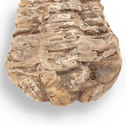 Get your Calymene (Colpocoryphe) Trilobite Fossils – Timeless Cambrian Treasures online now or in store at Forever Gems in Franschhoek, South Africa