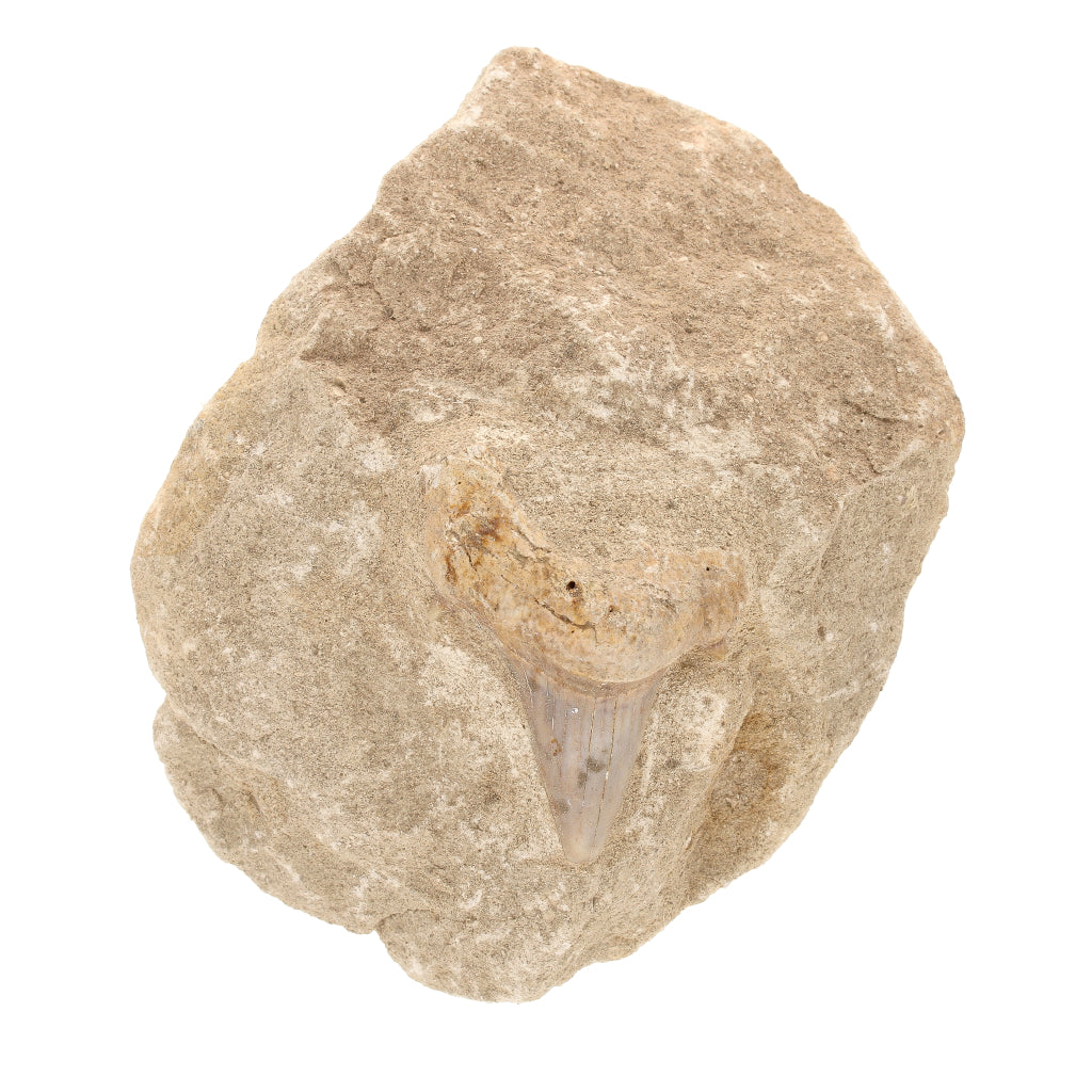 Buy your Shark Tooth Fossil in Matrix (Large) online now or in store at Forever Gems in Franschhoek, South Africa