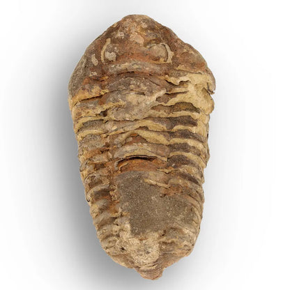 Calymene Trilobite Fossil Morocco – Upper Ordovician Age
