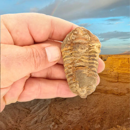 Calymene Trilobite Fossil Morocco – Upper Ordovician Age