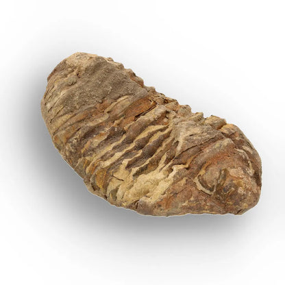 Calymene Trilobite Fossil Morocco – Upper Ordovician Age