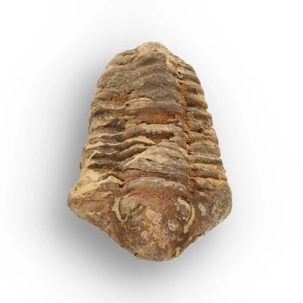 Calymene Trilobite Fossil Morocco – Upper Ordovician Age