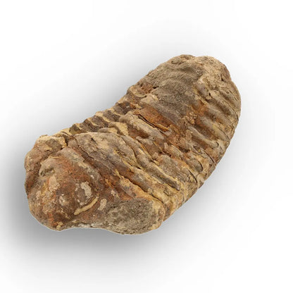 Calymene Trilobite Fossil Morocco – Upper Ordovician Age