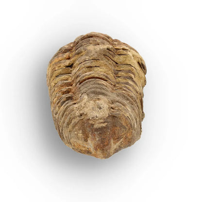 Calymene Trilobite Fossil Morocco – Upper Ordovician Age