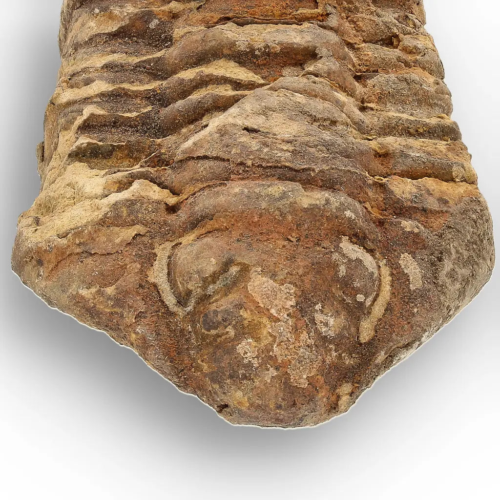 Calymene Trilobite Fossil Morocco – Upper Ordovician Age