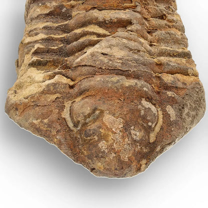 Calymene Trilobite Fossil Morocco – Upper Ordovician Age