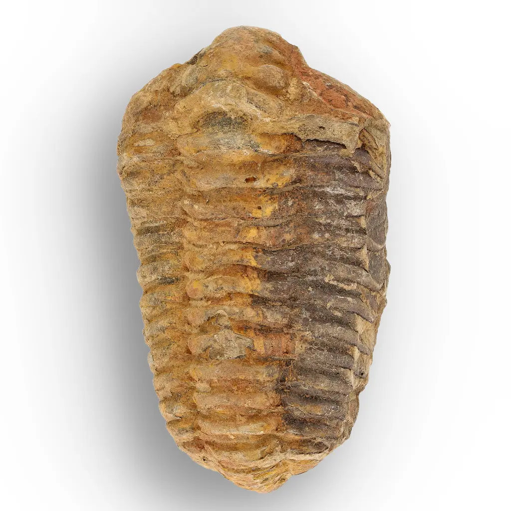 Calymene Trilobite Fossil Morocco – Ktaoua Group Fossil