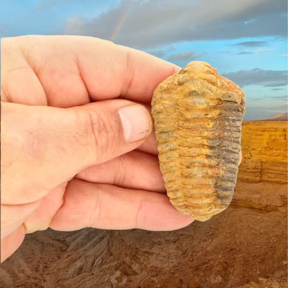 Calymene Trilobite Fossil Morocco – Ktaoua Group Fossil