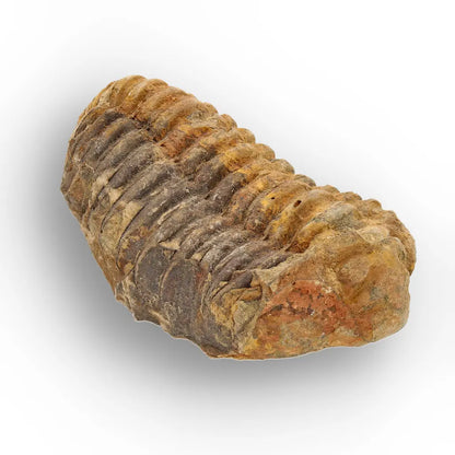 Calymene Trilobite Fossil Morocco – Ktaoua Group Fossil