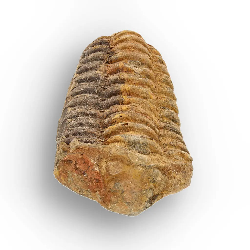 Calymene Trilobite Fossil Morocco – Ktaoua Group Fossil