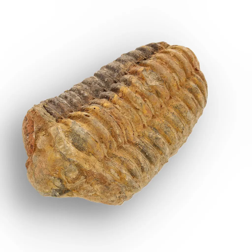 Calymene Trilobite Fossil Morocco – Ktaoua Group Fossil