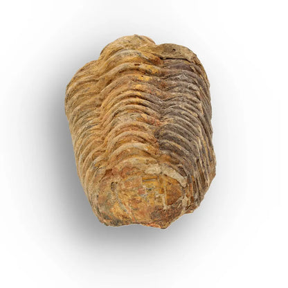 Calymene Trilobite Fossil Morocco – Ktaoua Group Fossil