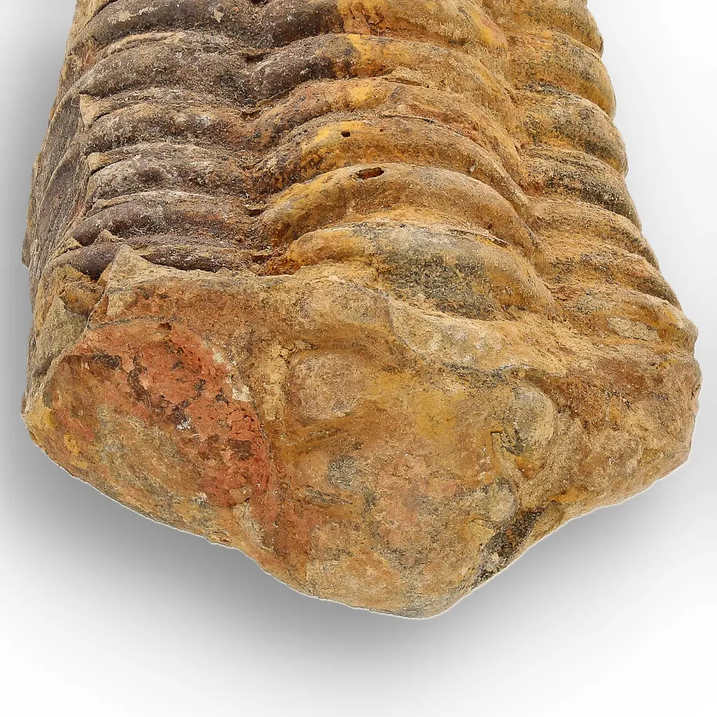 Calymene Trilobite Fossil Morocco – Ktaoua Group Fossil